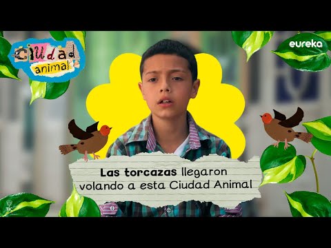 Descubriendo a la torcaza, ave amiga del parque y de Juanjo 🕊️💛