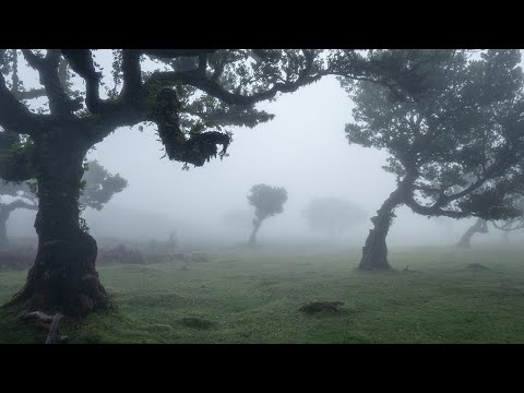 Madeira, Portugal 2021 | 4k
