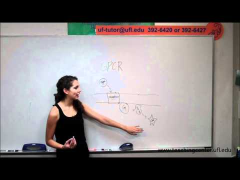 What are some common second messengers...