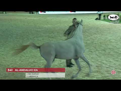 UAE National Championship 2021  Class 9