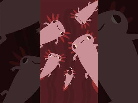 Axolotl - Rosetta