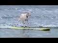 山羊玩衝浪  挑戰極限運動