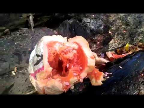 Flechette is Squashing it.