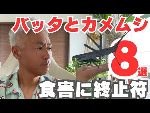 コークスクリューバッタ 植物