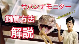 オオトカゲに餌やりと飼育方法について解説してみた！！