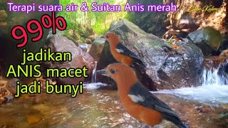 Download lagu TERAPI AIR ANIS MERAH MACET |Terapi Anis merah/Anis kembang mp3 Download lagu TERAPI AIR ANIS MERAH MACET |Terapi Anis merah/Anis kembang mp3