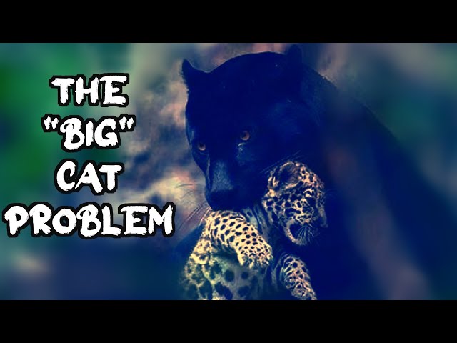 The Ridiculously Complicated World of Cats SDDEFAULT Thumbnail