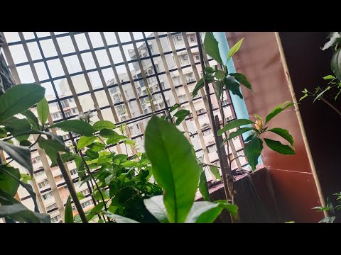 From Sri's Garden - Today's  Blooms - Heavenly Fragrance Shenbhagam and Iruvatchi