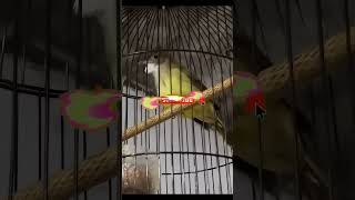 Download lagu CUCAK JENGGOT ISIAN GEREJA TARUNG @Thevoicemastering #shortvideo mp3