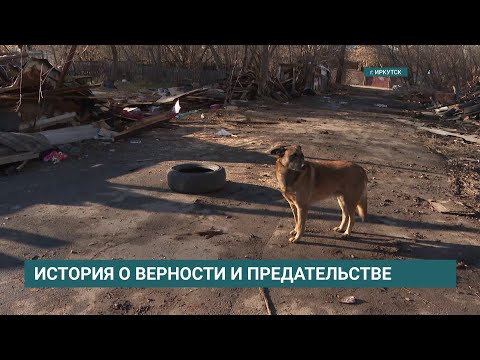 Брошенная собака Доня ищет дом