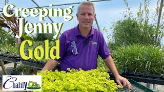 Golden Creeping Jenny: Perfect for Pond Edges