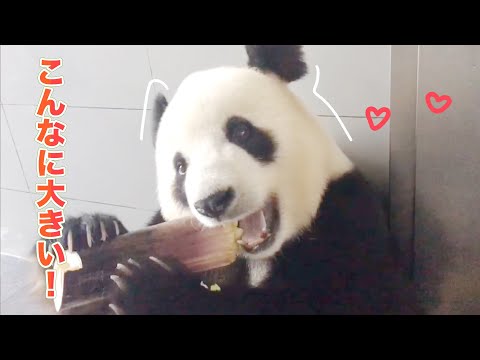 パンダの筍タイム のサムネイル
