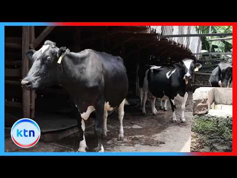 Kiambu dairy farmers seek gov't help over costly feeds and poor livestock genetics