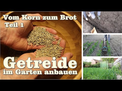 Teil 1 Getreide 🌾 im Garten anbauen "Vom Korn zum Brot"