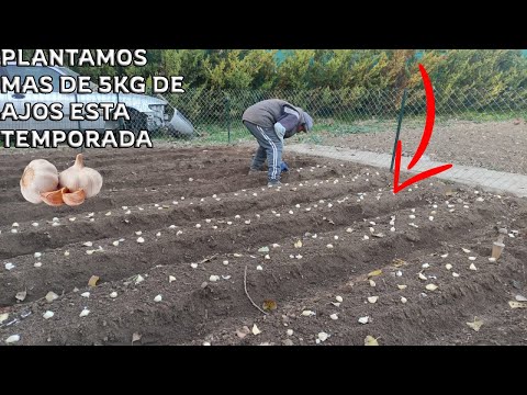 Plantando los ajos de esta temporada en la parcela