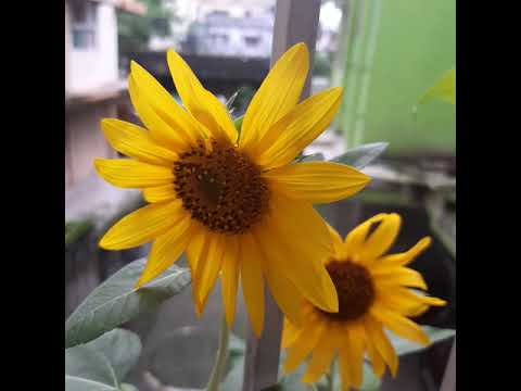 From my balcony garden |Sharmistha's Creation