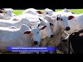 Idaron, rebanho de Rondônia ultrapassa os 14 milhões de cabeças