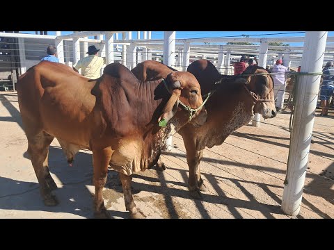 FEIRA DE GADO DE AFOGADO DA INGAZEIRA PE 07/03/2026 