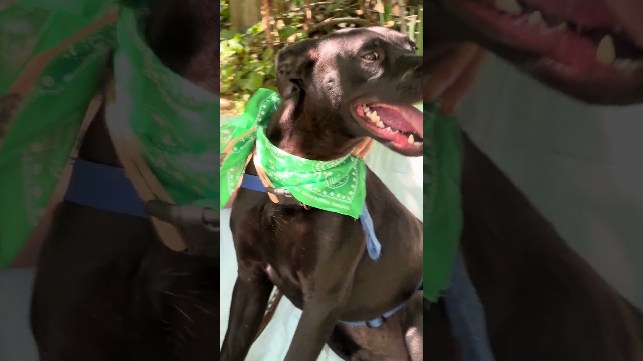 Enlarge Jack Flash, a Adoptable mixed breed in Woburn, MA video 4/5