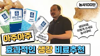 생강비료 이렇게 주세요. 생강에 좋은 성분 다 때려넣은 비료가 있다  | 농사 100단