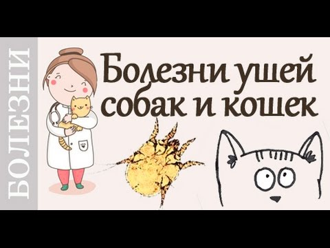 Болезни ушей у собак и кошек. #Советы_ветеринара