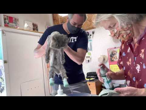 Shaving a Long-haired Cat