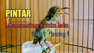 Download lagu pancingan agar konin ikut bunyi gacor | pancingan konin trotol gacor mp3