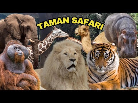 BANYAK HEWAN LANGKA DI TAMAN SAFARI BOGOR | KEBUN BINATANG #tamansafari #kebunbinatang