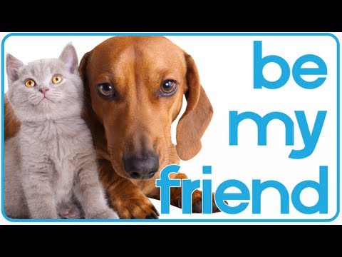 Cute Pet Friendships Compilation | Dogs, Cats and More