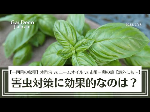 ネズミに対するクローブ、祖母、酢、庭のコーヒーかす
