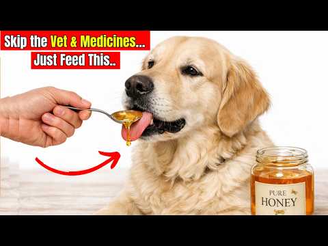20 Cheap Human Foods That Heal Your Dog From the Inside (Vets Won’t Tell You!)
