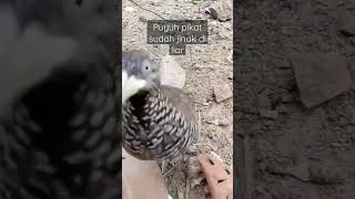 Download lagu BURUNG PUYUH PIKAT SUDAH JINAK#burung #puyuhhutan mp3
