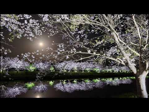 栗山川 桜ライトアップ2021