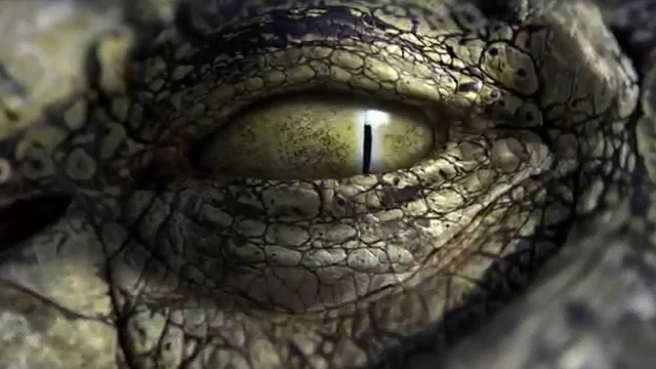 Robocroc Trailer
