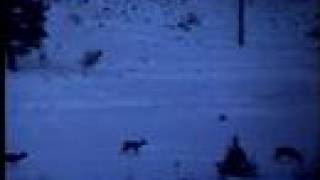 preview picture of video 'Elk in the Evening in the Elkhorn Mountains'