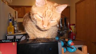 Fuck the FCC - Steve Earle