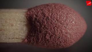 Microscopic World Around us | jhannaat facts ।हमारे आस पास की छोटी दुनिया एक माइक्रोस्कोप की नज़र से