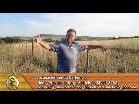 Dr.Jorge Spinelli - Vacunación contra Carbunclo