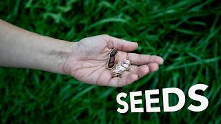 Seed Saving While Market Gardening