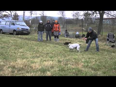 Coursing trénink 17.11.2012 - Ennie a Bora