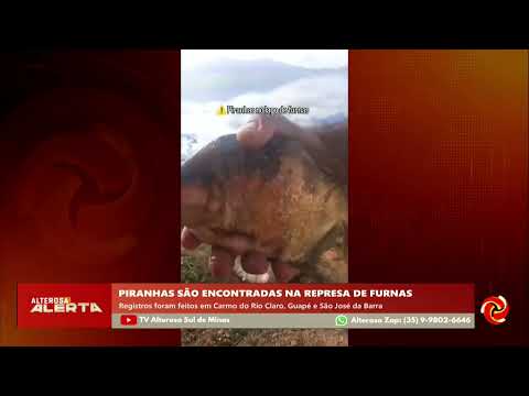 Pescadores relatam piranhas na Represa de Furnas e fazem alerta