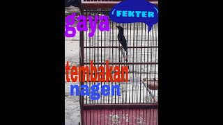 Download lagu Masteran yang dipakai murai kitaro mp3