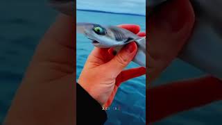 Download lagu akula✌️🦈 mp3