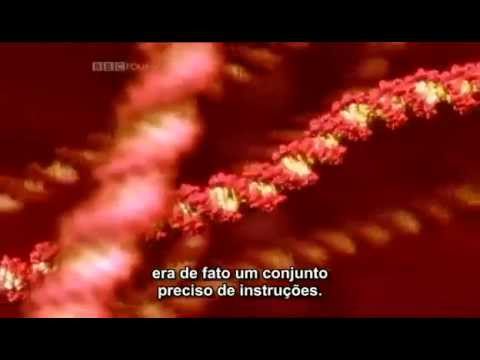 Síntese de Proteínas - Documentário