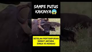 Download lagu Kasihan,Kaki dan tanduk hewan ini putus,Lion vs bull🤯💯 #shorts #yearofyou #animals #azepzuliana mp3