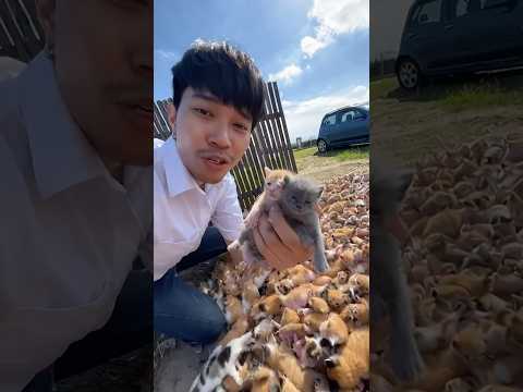 แมวคลอดลูกอีกแล้ว นับพันตัวเลย น่ารักสุดๆ