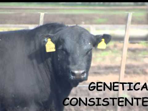 LA LEGUA Remate Primavera 2012