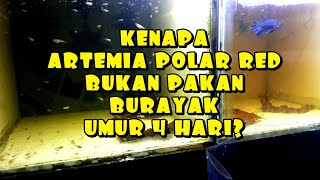 Download lagu Benarkah Artemia Polar Red Bisa Untuk Burayak Cupang Umur 4 Hari? mp3 Download lagu Benarkah Artemia Polar Red Bisa Untuk Burayak Cupang Umur 4 Hari? mp3