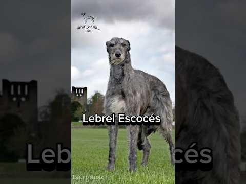 ⁉️SABIAS que EXISTEN 13 RAZAS de GALGOS en el MUNDO 🌎⁉️#galgos #razasdeperros #perros #dog