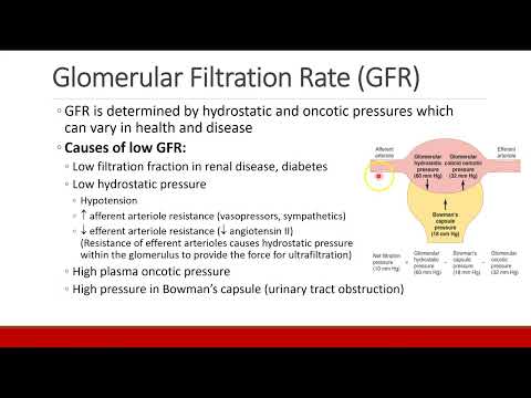 Applied Physiology for Anesthesia - 06 - RENAL - Part 1